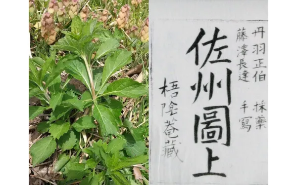 左：春のツリガネニンジン（キキョウ科）　右：佐渡国薬種二十四種が記載されている